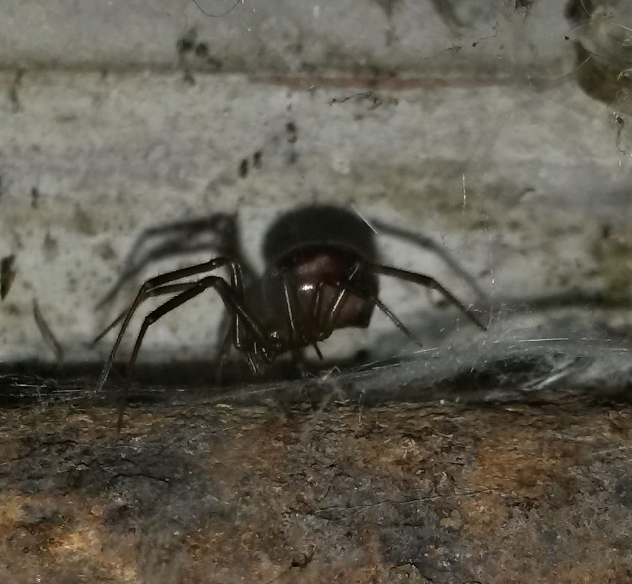 Steatoda grossa - Roma